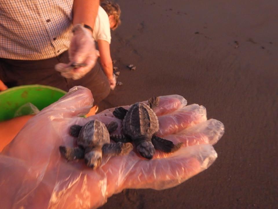 Plumita Pacifica Lejlighed Playa Junquillal Eksteriør billede